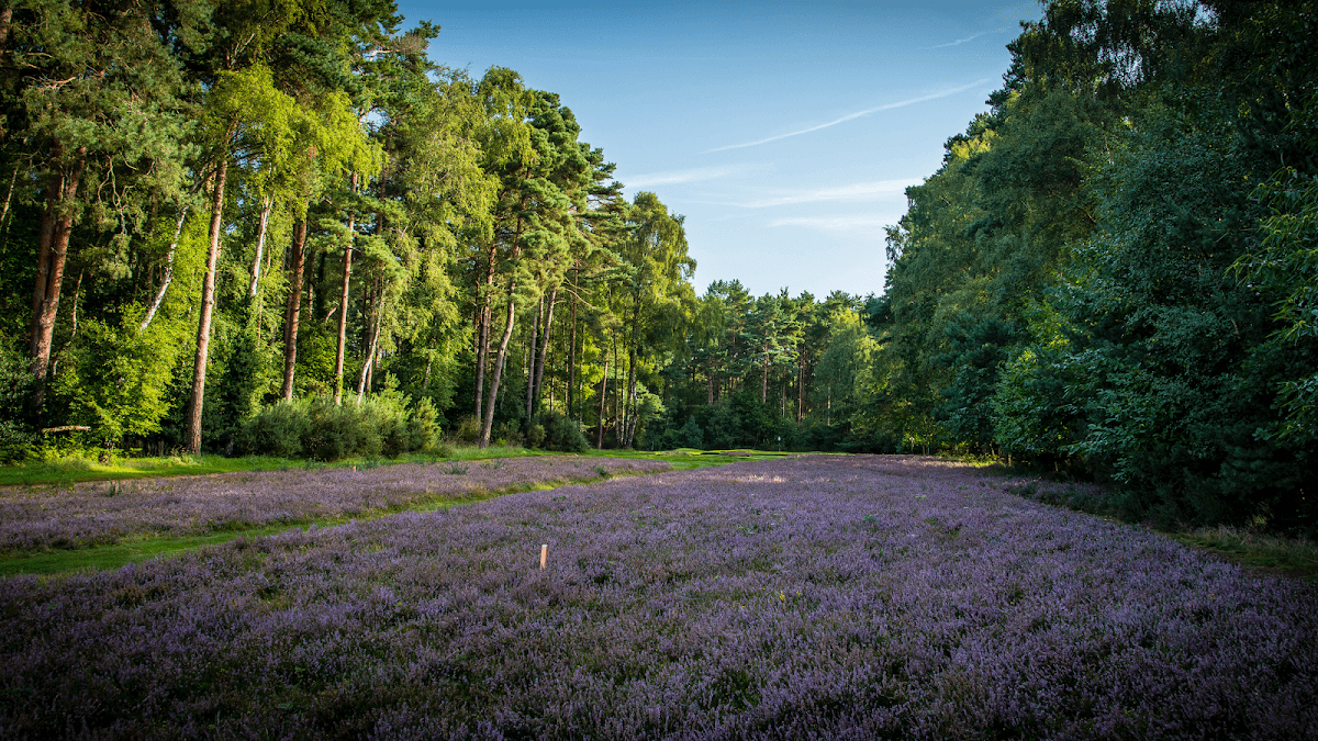 Round at East Berkshire