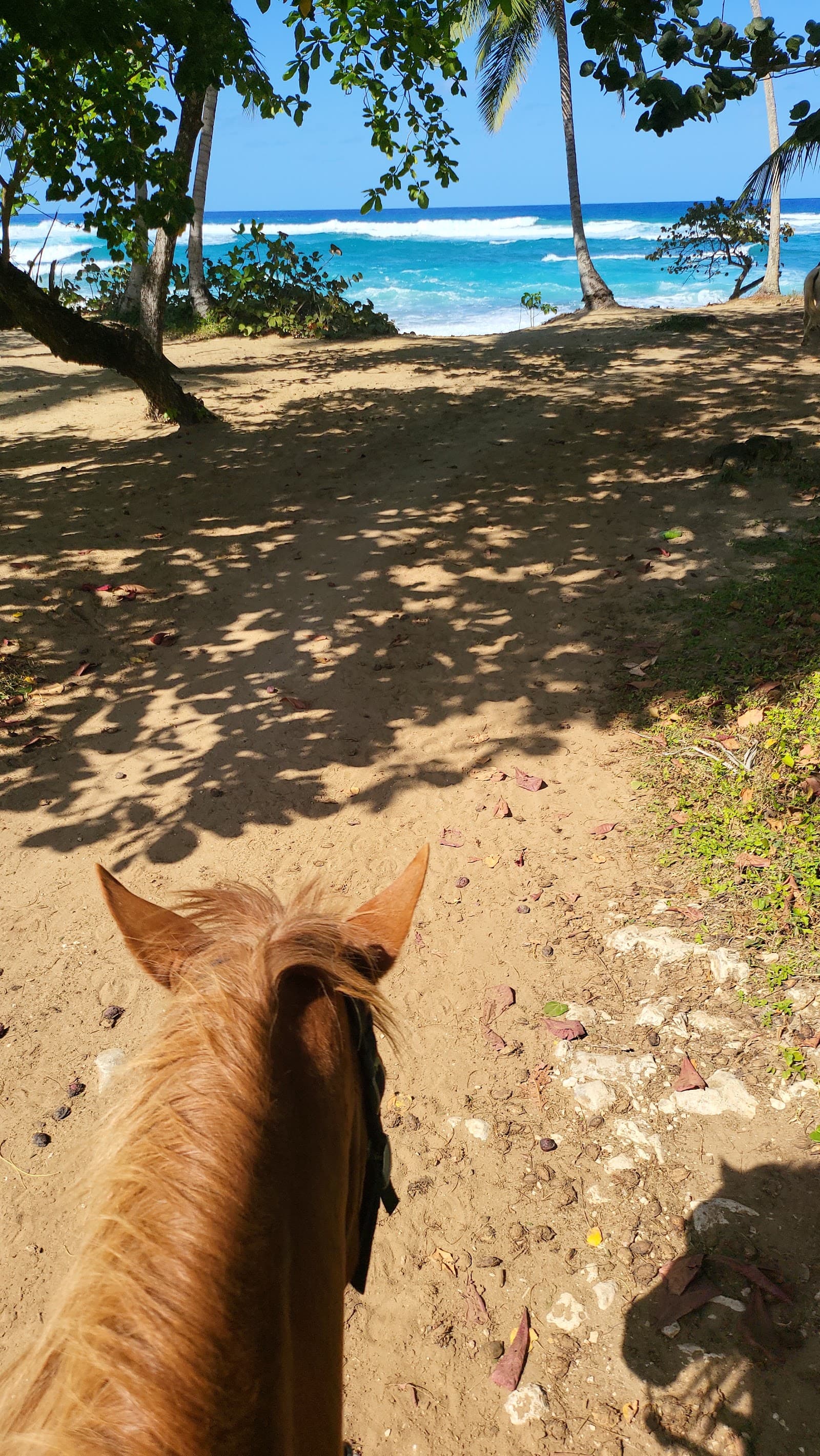 Campamento de Verano de Equitación Sea Horse Ranch en Sosúa