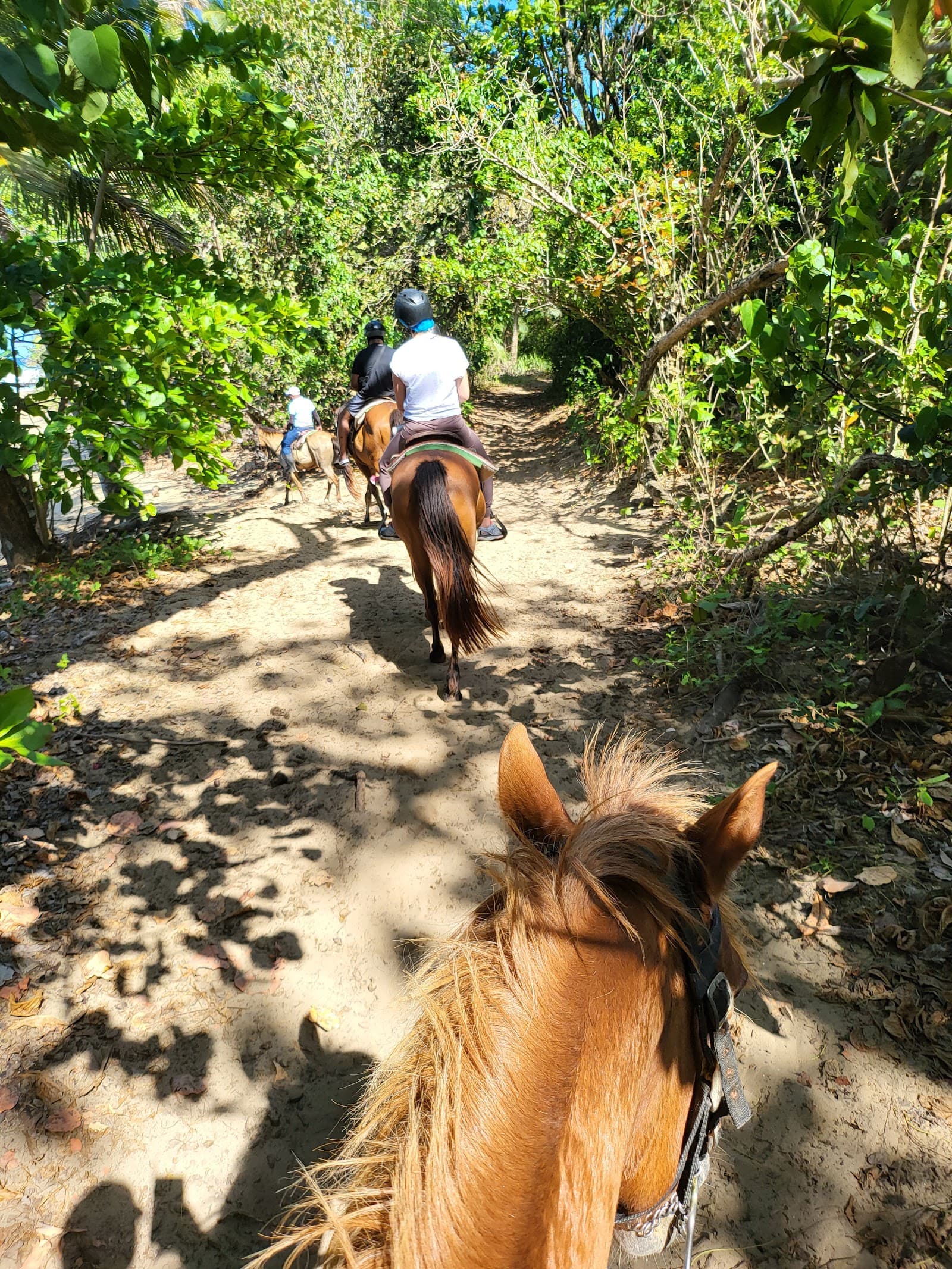 Campamento de Verano de Equitación Sea Horse Ranch en Sosúa