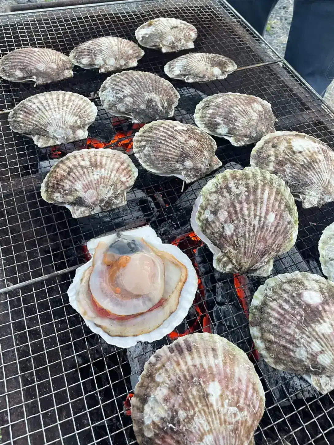 WCGallery Atlantic Pacific Japan Summer Camp Accommodation 1